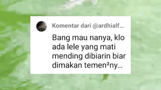 Kalau ikan lele MATI baiknya dibiarkan dimakan ikan lele lain atau DIBUANG❓