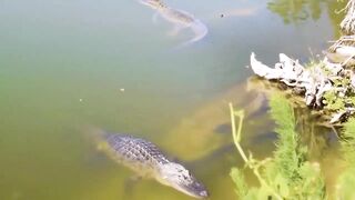 Unbelievable The Price Is Too Expensive For Cold Blood Crocodile To Attack The Cattle Of The