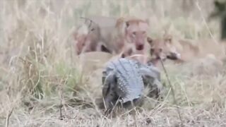 Mother Lion sacrifices himself to Save 2 Lion Cub across river Crocodile is King River, Lion Lo