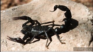 facts about scorpions