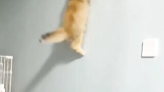 Funny cats ???? episode 208 #shorts.