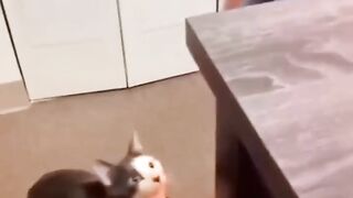 Funny cats ???? episode 164 #shorts.