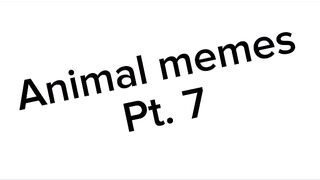 Memes i dug up Animal editonPt. 7 #subscribe #funny #goofyahhmemes.