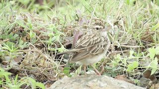 sparrow sound #sparrow #shorts#wildlife #animals