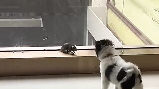 funny cat