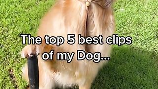 Dog funy