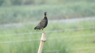 Birds sound talking wildlife animal #youtubeshortsvideo #nature #viralvideo #naturalbeauty #shortsvideo #birdslover #sparrow #wildlifeanimals