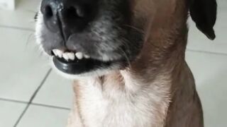 Funny animals