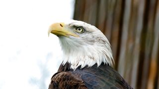 Eagle_bald_eagle_bird_video. 4k video