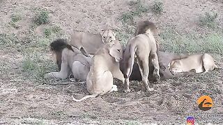 Lions fight while eating a water buffalo, then it casually walks off