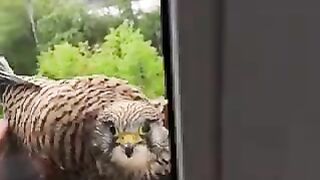 Mother Hawk built a nest on a window.