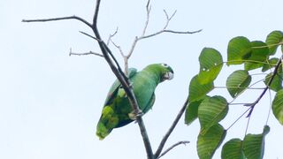 Pirrat sounds talking wildlife animal
