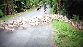 You can get stopped by rivers of ducks in Vietnam.