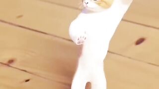 Very funny cat