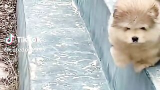Funny vidéo