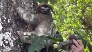 Baby sloth being reunited with mother