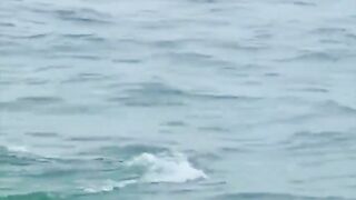 Pink dolphin.. ????