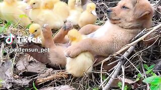 Cute dog