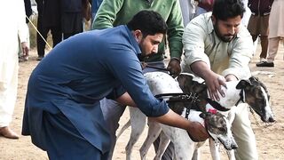 Dog race | Pets Dogs Video | Puppy Dogs #viral #dogs #pets #puppydogs