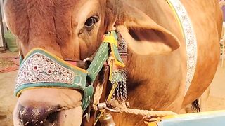 Cow videos shorts
