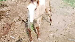 My princess horse