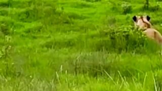 Zebra Hunting ????