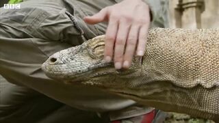 Komodo Venom and its Effects | Earth Unplugged