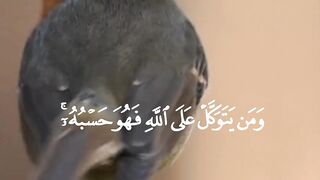 ما شاء الله