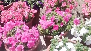 Spring season