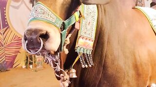 Cute cow vlog