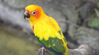 So_Beautiful_Parrot_bird_animal_4k_video