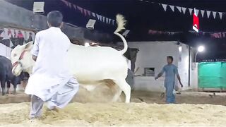 Mirza H&H