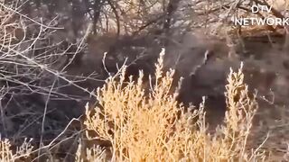 21.Unbelievable!! Unforgettable Scene When The Lion Cubs Escaped Death From The Mad Leopard.