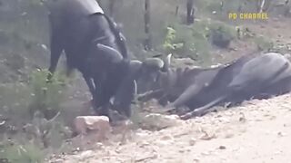 Unbelievable Horrible Moments The Brave Wildebeest Takes Down The  Lion, It To Fail Misera.
