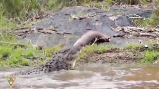 طفل فرس النهر المأساوي والتمساح مقابل فرس النهر لحظات وحشية التمساح مقابل فرس الن