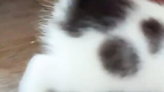 Cat and her kids