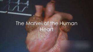 Human heart
