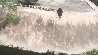 Mama Duck Teaching Duckling