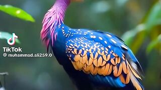 Beautiful ❤️ Birds