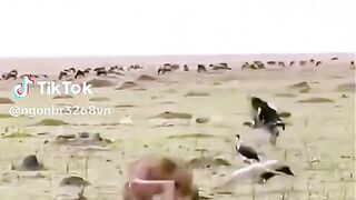 Funny videos