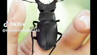 Funny videos