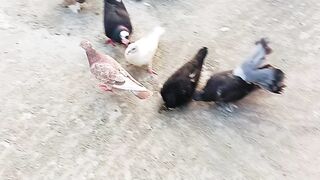 All types of pigeons Gujarati siraji and son and other Paul