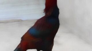 Rooster for aseel