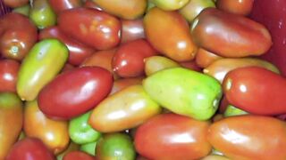 Tomate