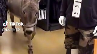 funny video donkey shooping