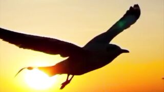 Beautiful sun set and beautiful birds