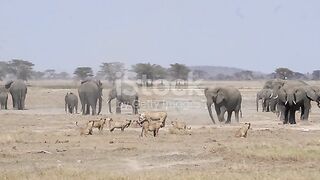 A youmg elephant tries to scare away a lion pride on a kill.