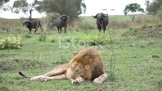 A lion ignores the pressence of three big buffalos. 4k video