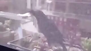 Un oiseau sympa