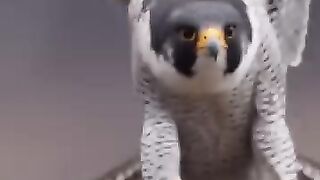 حيوان الصقر شاهين